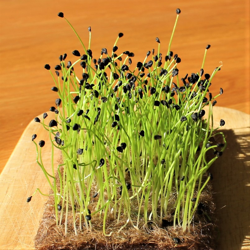 Semená Cesnaková pažítka na klíčenie a microgreens 1 kg